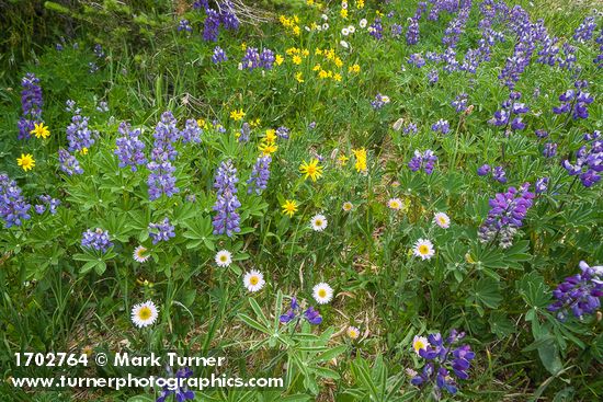 Erigeron glacialis; Lupinus latifolius; Arnica latifolia