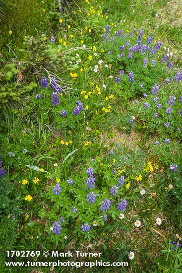 Lupinus latifolius; Castilleja miniata; Bistorta bistortoides