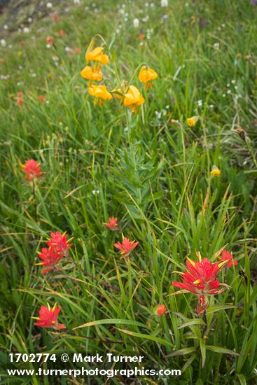 Castilleja miniata; Lilium columbianum