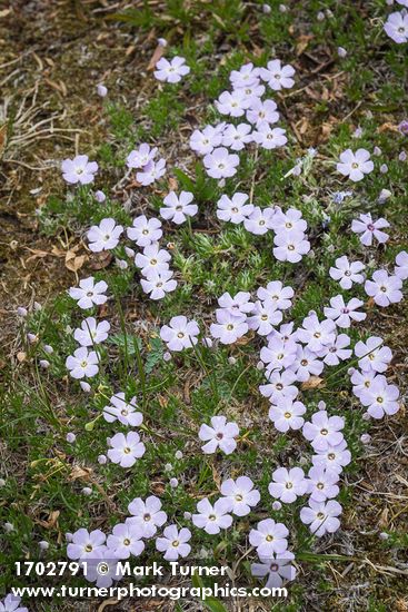 Phlox diffusa
