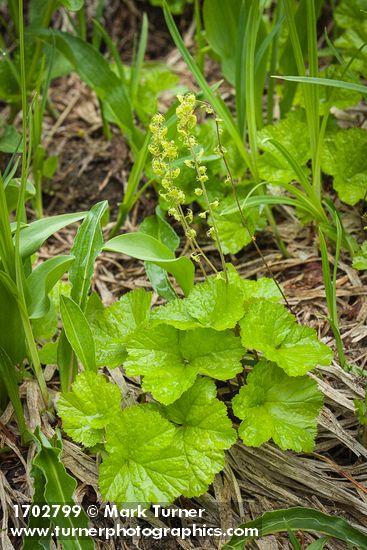 Pectiantia breweri (Mitella breweri)