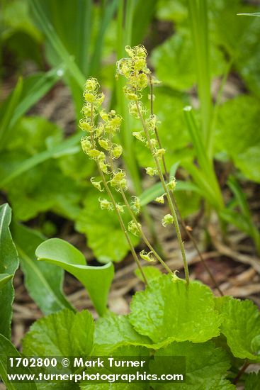 Pectiantia breweri (Mitella breweri)