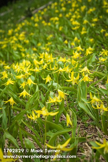 Erythronium grandiflorum