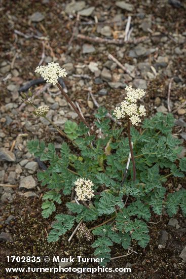 Lomatium martindalei