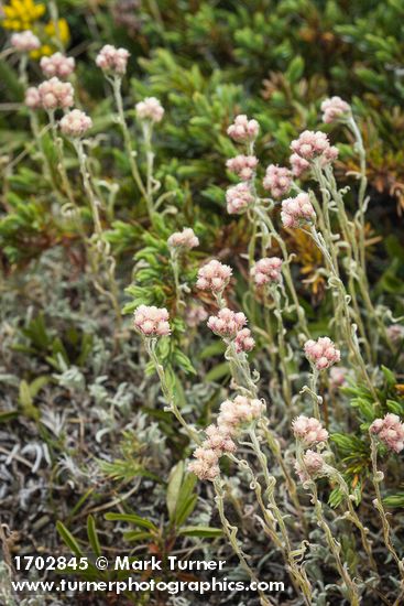 Antennaria rosea