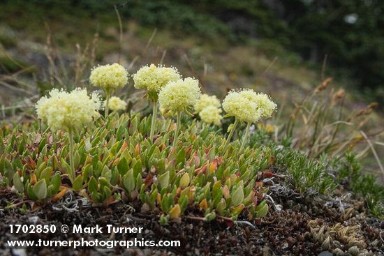 Eriogonum umbellatum