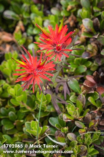 Castilleja rupicola