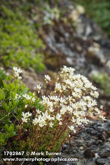 Saxifraga bronchialis