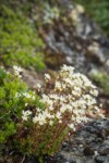 Spotted Saxifrage
