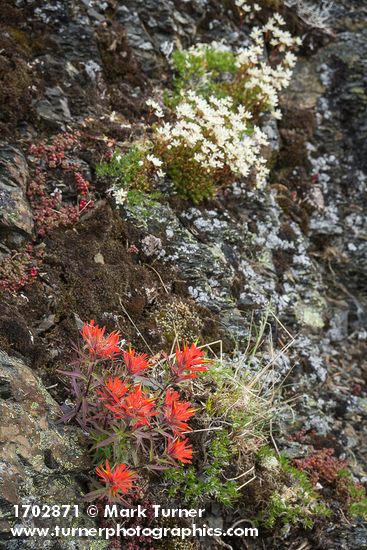 Castilleja rupicola; Saxifraga bronchialis