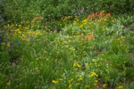 Mountain Arnica, Giant Red Paintbrush, Showy Sedge, Broadleaf Lupine, American Bistort