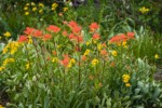 Giant Red Paintbrush, Mountain Arnica, American Bistort