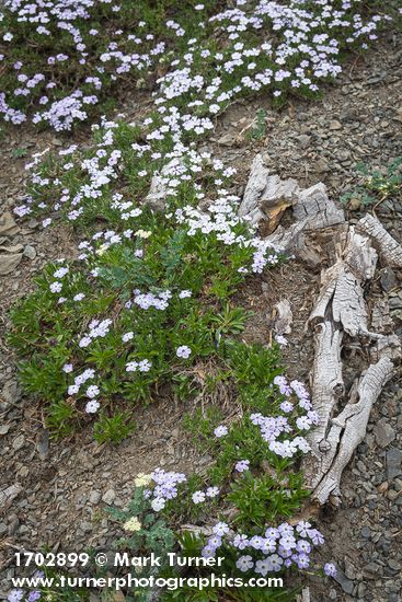 Phlox diffusa
