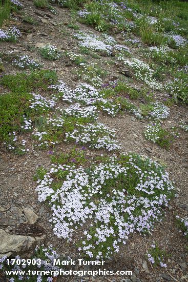 Phlox diffusa