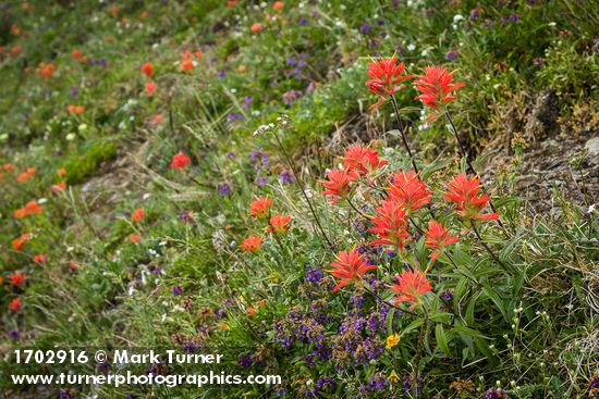 Castilleja miniata; Penstemon procerus