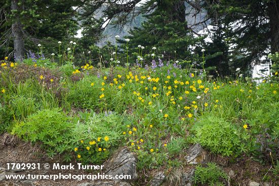 Arnica latifolia; Lupinus latifolius; Valeriana sitchensis; Pedicularis racemosa