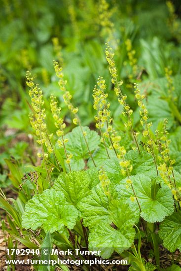Pectiantia breweri (Mitella breweri)