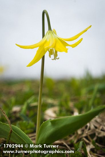 Erythronium grandiflorum