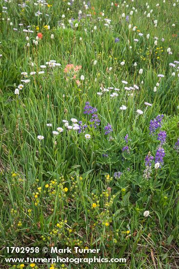 Erigeron glacialis; Lupinus latifolius; Bistorta bistortoides; Drymocallis glandulosa