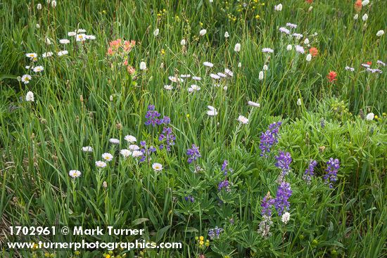 Erigeron glacialis; Lupinus latifolius; Bistorta bistortoides; Castilleja miniata; Carex spectabilis