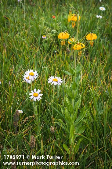 Lilium columbianum; Erigeron glacialis