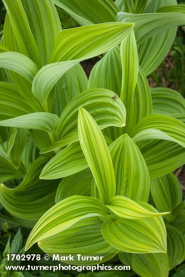 Veratrum viride
