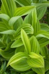 Green Corn Lily foliage