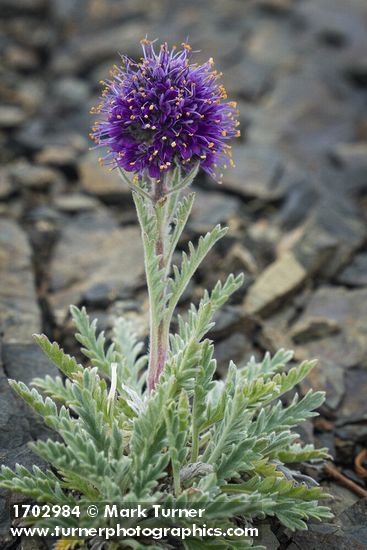 Phacelia sericea var. sericea
