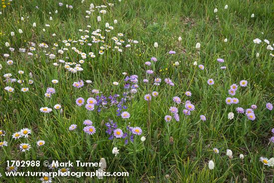 Erigeron glacialis; Lupinus latifolius