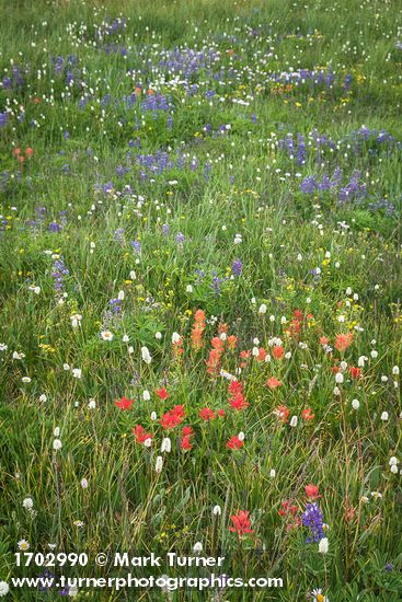Castilleja miniata; Bistorta bistortoides; Erigeron glacialis; Lupinus latifolius