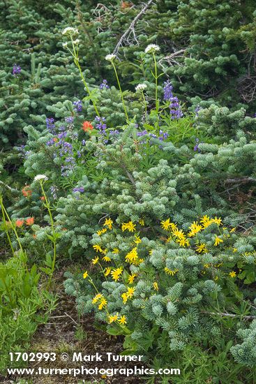 Arnica latifolia; Lupinus latifolius; Valeriana sitchensis; Castilleja miniata; Abies lasiocarpa