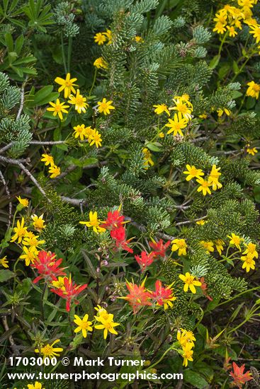 Castilleja miniata; Arnica latifolia; Abies lasiocarpa