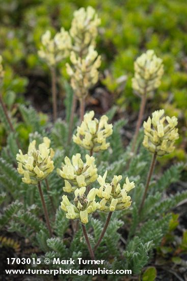 Oxytropis campestris