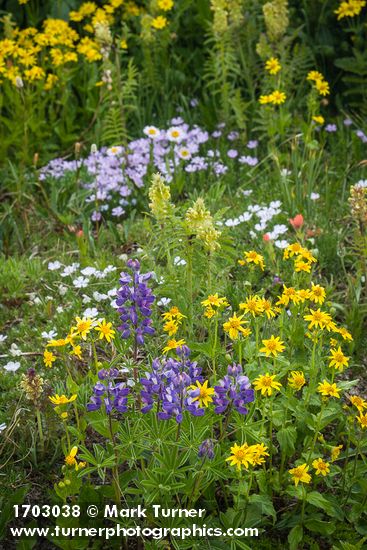 Lupinus latifolius; Arnica latifolia; Pedicularis bracteosa; Phlox diffusa