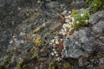 Spotted Saxifrage
