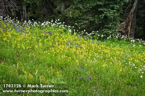 Pedicularis bracteosa; Lupinus latifolius; Arnica latifolia; Valeriana sitchensis; Abies lasiocarpa