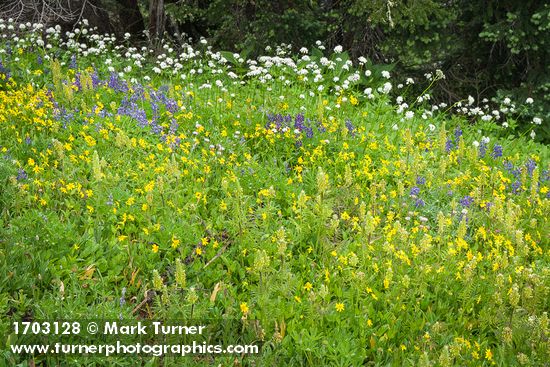 Pedicularis bracteosa; Lupinus latifolius; Arnica latifolia; Valeriana sitchensis; Abies lasiocarpa