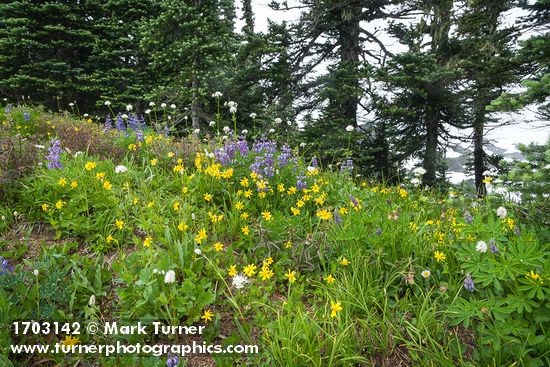 Arnica latifolia; Lupinus latifolius; Bistorta bistortoides; Valeriana sitchensis