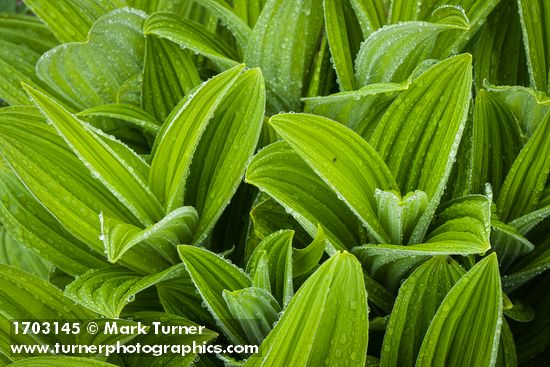 Veratrum viride