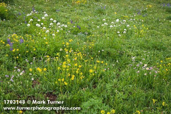 Arnica latifolia; Valeriana sitchensis; Erigeron glacialis; Lupinus latifolius
