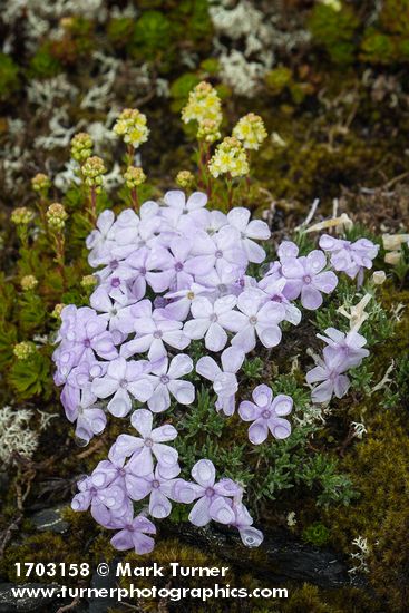 Phlox diffusa
