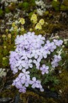 Spreading Phlox w/ raindrops