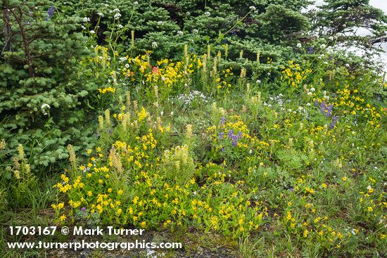 Arnica latifolia; Pedicularis bracteosa; Lupinus latifolius; Abies lasiocarpa