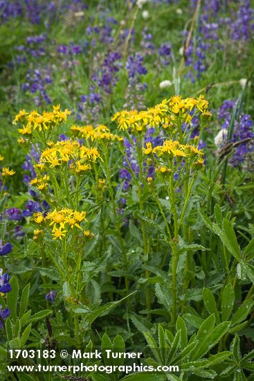Senecio triangularis; Lupinus latifolius; Bistorta bistortoides