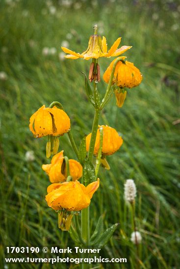 Lilium columbianum