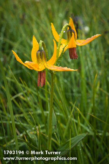 Lilium columbianum