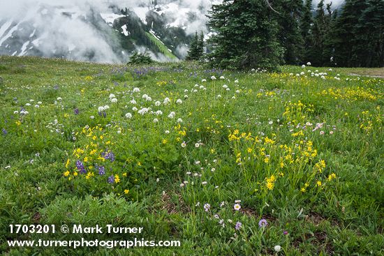 Arnica latifolia; Valeriana sitchensis; Erigeron glacialis; Lupinus latifolius