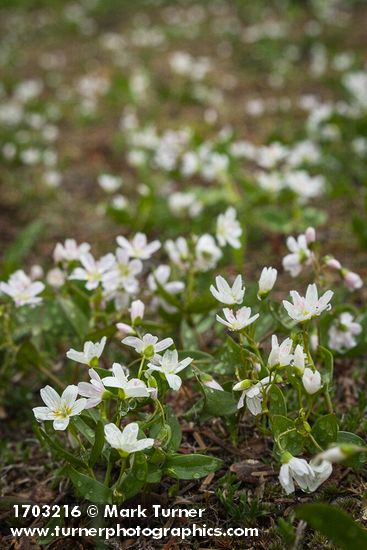 Claytonia lanceolata