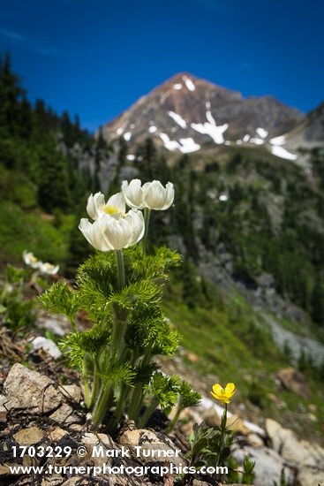 Anemone occidentalis; Ranunculus eschscholtzii