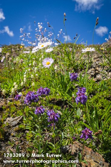 Erigeron glacialis var. glacialis; Penstemon procerus; Luetkea pectinata; Carex spectabilis